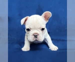 Medium French Bulldog