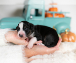 Small #6 Border Collie