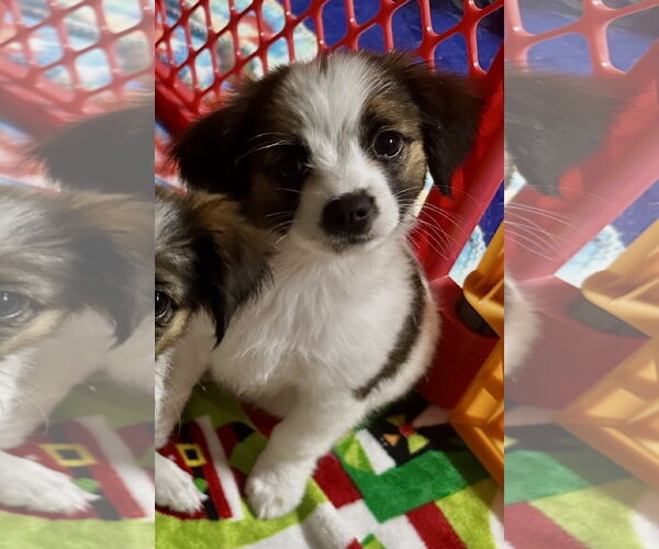 Medium Photo #3 Pekalier Puppy For Sale in Valrico, FL, USA