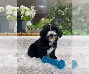 Miniature Bernedoodle Puppy for sale in GREENFIELD, IN, USA