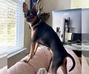 Chipin Dogs for adoption in Spring Lake, NC, USA