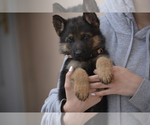 Small Photo #14 German Shepherd Dog Puppy For Sale in ALBUQUERQUE, NM, USA