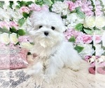 Small Photo #72 Maltese Puppy For Sale in HAYWARD, CA, USA