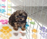 Ginger - Female Cavapoo (Miniature)-Poodle (Toy) Mix Puppy for Sale - Photo #4