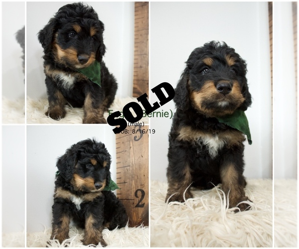 Medium Photo #3 Bernedoodle Puppy For Sale in FLOYD, IA, USA