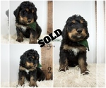 Small Photo #3 Bernedoodle Puppy For Sale in FLOYD, IA, USA