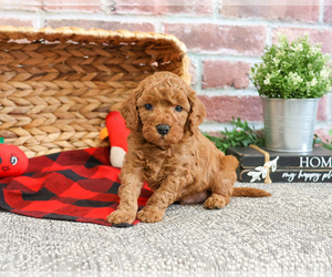 Cavapoo-Poodle (Toy) Mix Puppy for sale in SYRACUSE, IN, USA