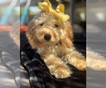 Small Photo #41 Goldendoodle mix (+ Poodle Miniature) Puppy For Sale in MENIFEE, CA, USA