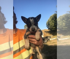 Australian Cattle Dog Puppy for sale in ORTING, WA, USA