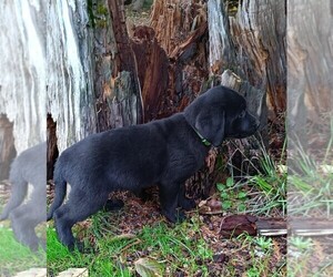 Labrador Retriever Puppy for sale in OLYMPIA, WA, USA