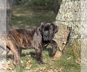 Cane Corso Puppy for sale in NEWTON, NJ, USA