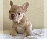 Small Photo #2 French Bulldog Puppy For Sale in ANAHEIM, CA, USA