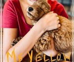 Small Photo #5 Goldendoodle (Miniature) Puppy For Sale in RUSSELLVILLE, MO, USA