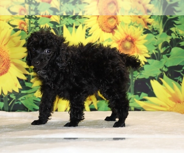 Medium Photo #20 Poodle (Toy) Puppy For Sale in DYERSBURG, TN, USA