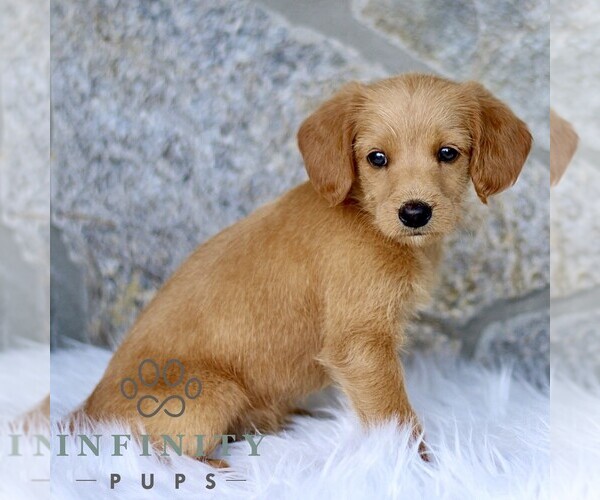 Medium Photo #1 Miniature Labradoodle Puppy For Sale in BIRD IN HAND, PA, USA