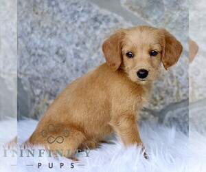 Miniature Labradoodle Puppy for sale in BIRD IN HAND, PA, USA