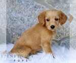 Small Miniature Labradoodle
