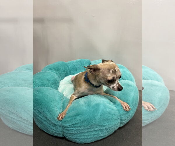 Medium Photo #3 Chihuahua Puppy For Sale in Pipe Creek, TX, USA