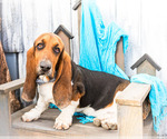 Small Photo #3 Basset Hound Puppy For Sale in WAKARUSA, IN, USA