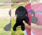 Small Photo #2 Labrador Retriever Puppy For Sale in EVANSVILLE, IN, USA