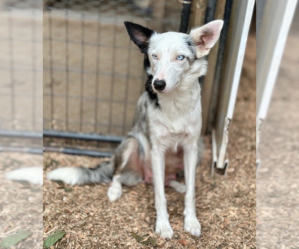 Medium Photo #14 Border Kelpie Puppy For Sale in CAMAS, WA, USA