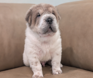 Chinese Shar-Pei Puppy for sale in SOUTHSIDE, TN, USA