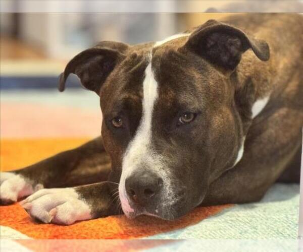 Medium Photo #2 Mutt Puppy For Sale in Las Vegas, NV, USA