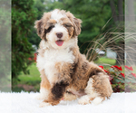 Small #3 Bernedoodle (Miniature)
