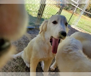 Great Pyrenees Puppy for Sale in ORANGE, Texas USA