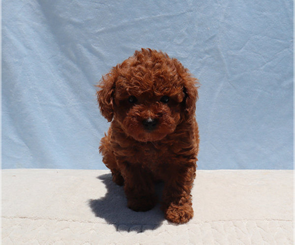 Medium Photo #2 Poodle (Toy) Puppy For Sale in LOS ANGELES, CA, USA