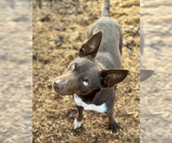 Medium Photo #9 Australian Kelpie Puppy For Sale in CAMAS, WA, USA
