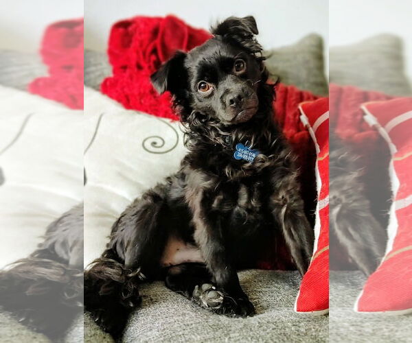 Medium Photo #1 Colonial Cocker Spaniel-Unknown Mix Puppy For Sale in Bellevue, WA, USA