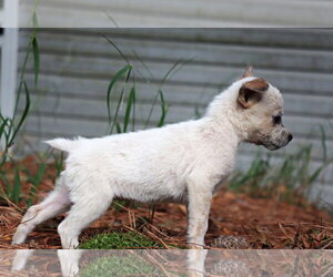 Gretchen - Female Mutt Dog for Adoption - Photo #2