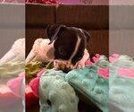 Small #2 Boxer Mix