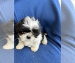 Small #3 Shih Tzu