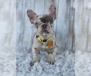 French Bulldog Puppy for sale in INDIANAPOLIS, IN, USA