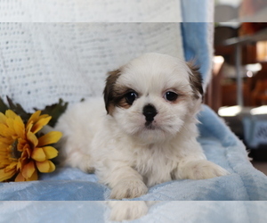 Shih Tzu Puppy for sale in SHILOH, OH, USA