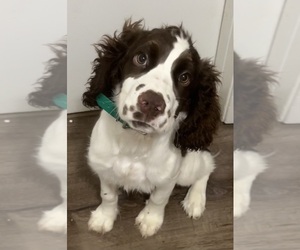 English Springer Spaniel Dogs for adoption in BLOOMINGTON, MN, USA