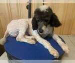 Small #7 Poodle (Miniature)