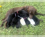 Small Labrador Retriever