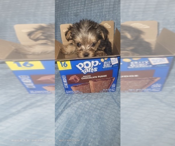 Medium Photo #323 Yorkshire Terrier Puppy For Sale in AKRON, OH, USA