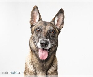 Maggie May - Located in Florida - Female Mutt Dog for Adoption - Photo #5