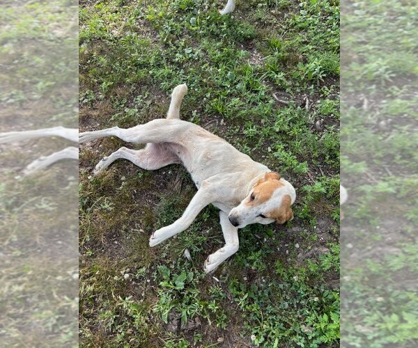 Medium Photo #4 Mutt Puppy For Sale in Evansville, IN, USA
