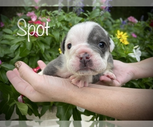 Medium Photo #7 Bulldog Puppy For Sale in SPRING, TX, USA