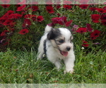 Puppy 5 Jack Russell Terrier-Maltese Mix