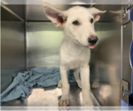 Small #7 Siberian Husky Mix