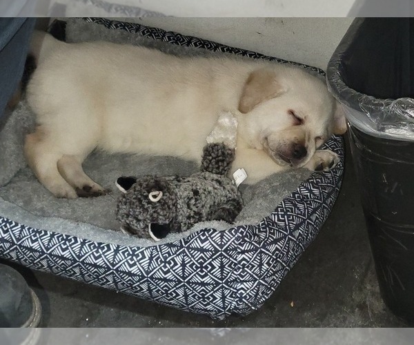 Medium Photo #3 Labrador Retriever Puppy For Sale in DIVIDE, CO, USA