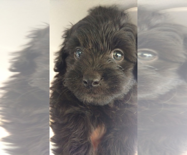 Medium Photo #12 Aussiedoodle Puppy For Sale in SPENCER, TN, USA