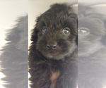 Small Photo #12 Aussiedoodle Puppy For Sale in SPENCER, TN, USA