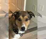 Small #1 Border Collie Mix